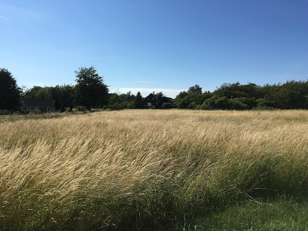 Foto landschaftliche aussicht auf das feld vor klarem himmel