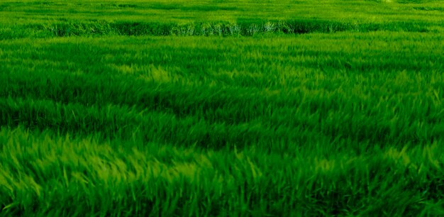 Foto landschaftliche aussicht auf das grüne feld