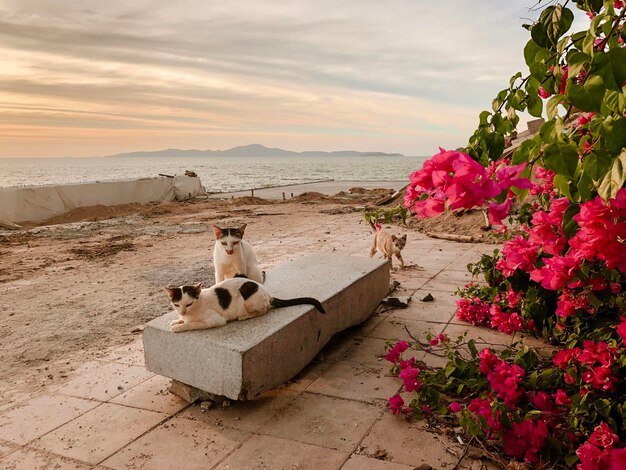 Landschaftliche Aussicht auf das Meer durch Blumen gegen den Himmel