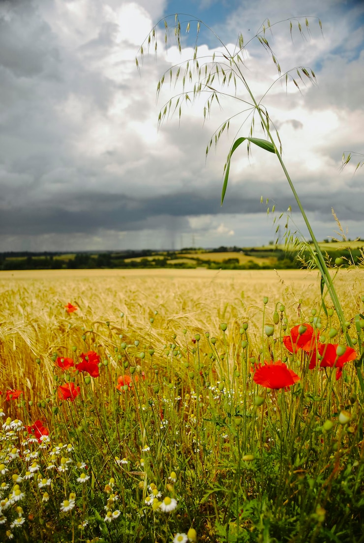 Foto landschaftliche aussicht auf das mohnfeld gegen den himmel