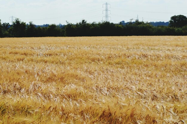 Foto landschaftliche aussicht auf den bauernhof gegen den himmel