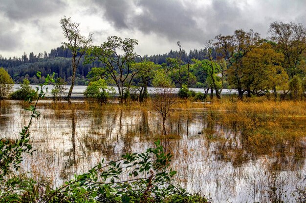 Foto landschaftliche aussicht auf den fluss im wald gegen den himmel