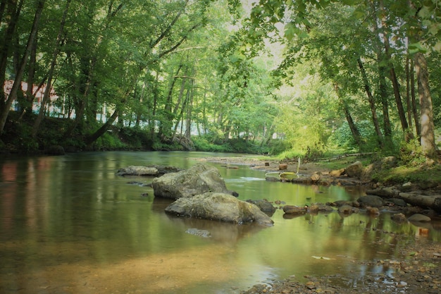 Landschaftliche Aussicht auf den Fluss im Wald