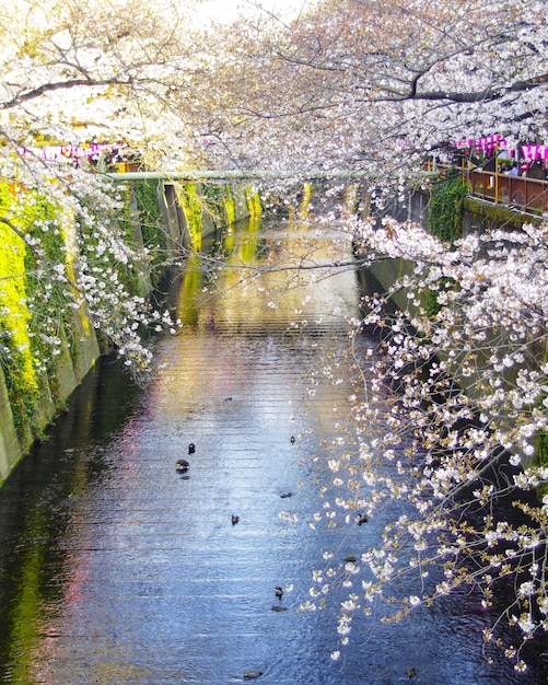 Foto landschaftliche aussicht auf den fluss und die weiße blume im park