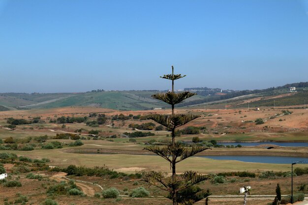 Foto landschaftliche aussicht auf den golfplatz vor klarem himmel und einem großen baum