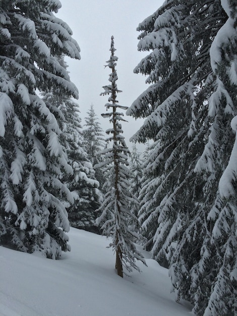 Landschaftliche Aussicht auf den schneebedeckten Berg vor dem Himmel