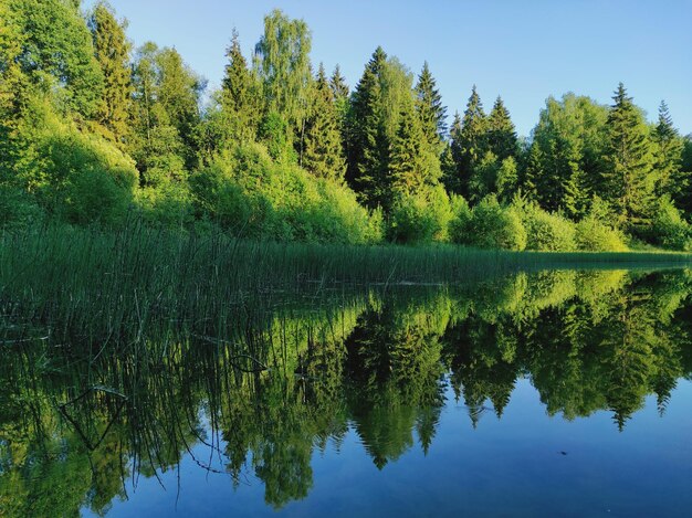 Landschaftliche Aussicht auf den See durch Bäume gegen den Himmel