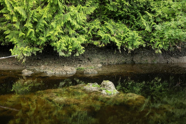 Landschaftliche Aussicht auf den See durch Bäume im Wald