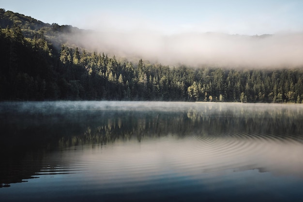 Landschaftliche Aussicht auf den See im Wald vor dem Himmel