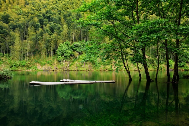 Landschaftliche Aussicht auf den See im Wald