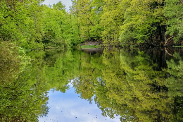 Foto landschaftliche aussicht auf den see im wald