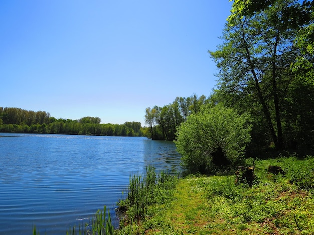 Landschaftliche Aussicht auf den See von Bäumen gegen einen klaren blauen Himmel