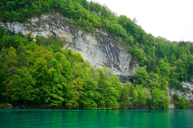 Landschaftliche Aussicht auf den See vor Bäumen im Wald