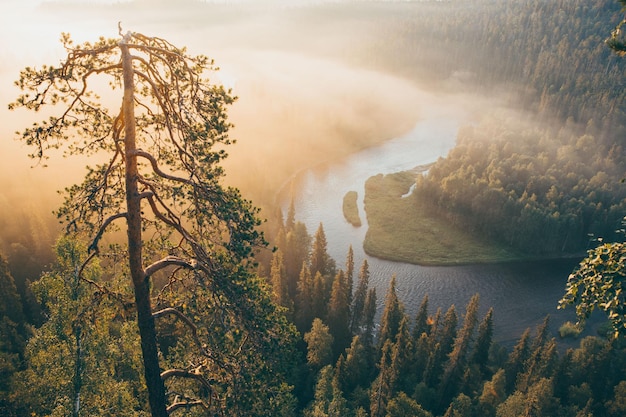 Landschaftliche Aussicht auf den Wald gegen den Himmel beim Sonnenuntergang