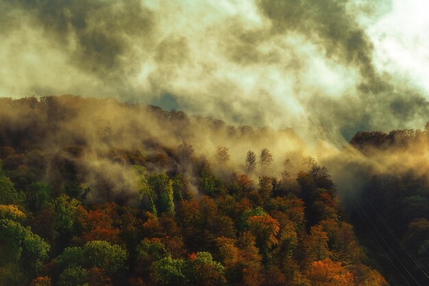 Landschaftliche Aussicht auf den Wald gegen den Himmel im Herbst