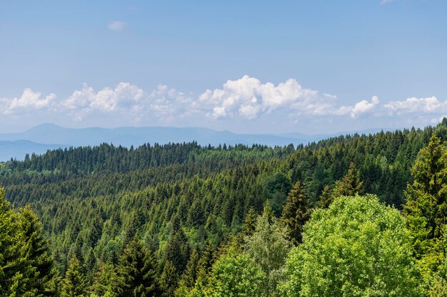 Landschaftliche Aussicht auf den Wald gegen den Himmel