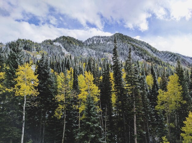 Foto landschaftliche aussicht auf den wald gegen den himmel