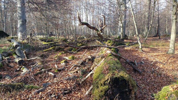 Foto landschaftliche aussicht auf den wald