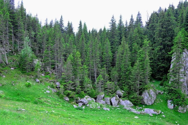 Foto landschaftliche aussicht auf den wald