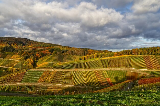 Foto landschaftliche aussicht auf den weinberg gegen den himmel