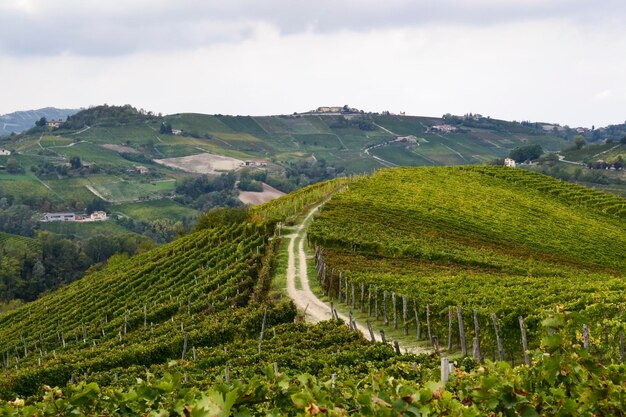 Landschaftliche Aussicht auf den Weinberg gegen den Himmel