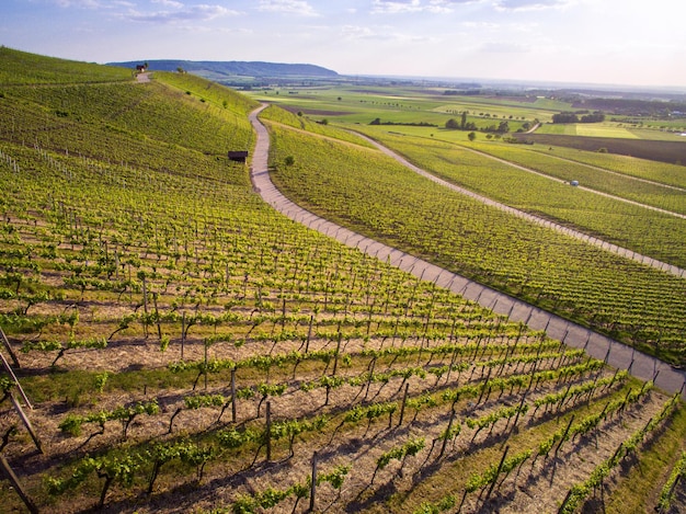 Landschaftliche Aussicht auf den Weinberg gegen den Himmel