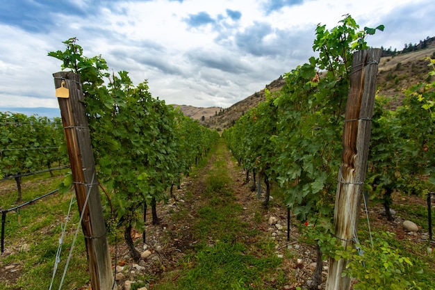 Landschaftliche Aussicht auf den Weinberg gegen den Himmel