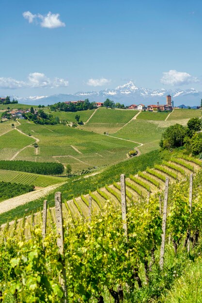 Foto landschaftliche aussicht auf den weinberg gegen den himmel