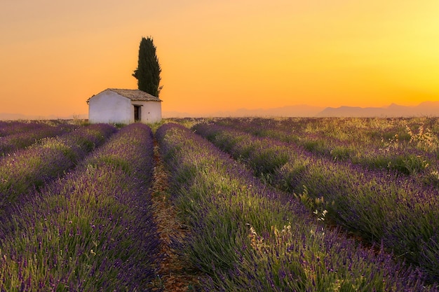Foto landschaftliche aussicht auf die lavendelfarm gegen den orangefarbenen himmel