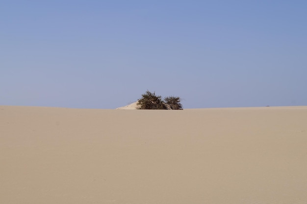 Foto landschaftliche aussicht auf die wüste vor einem klaren blauen himmel