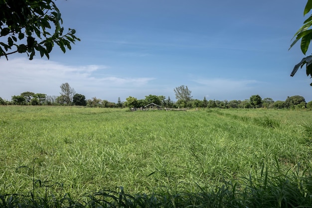 Landschaftliche Aussicht auf ein Ackerfeld vor blauem Himmel