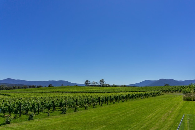 Landschaftliche Aussicht auf ein Ackerfeld vor klarem blauem Himmel