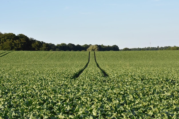 Foto landschaftliche aussicht auf ein ackerfeld vor klarem himmel