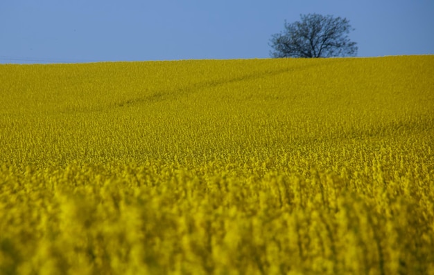 Foto landschaftliche aussicht auf ein ackerfeld vor klarem himmel