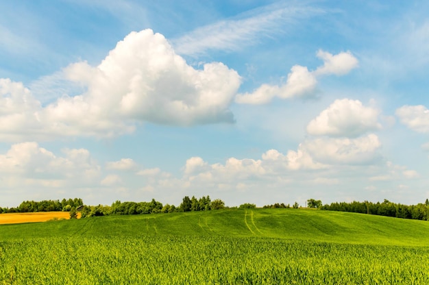 Landschaftliche Aussicht auf ein grasbewachsenes Feld gegen den Himmel