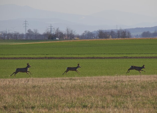 Foto landschaftliche aussicht auf ein grasbewachsenes feld gegen den himmel