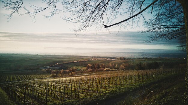 Foto landschaftliche aussicht auf ein grasfeld vor dem himmel