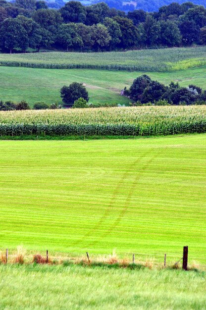 Foto landschaftliche aussicht auf ein grasfeld