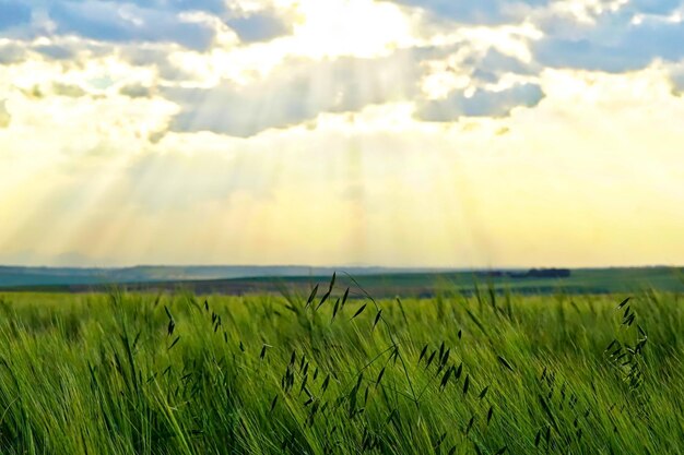 Foto landschaftliche aussicht auf ein landwirtschaftliches feld vor dem himmel