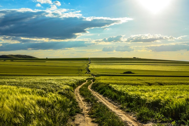 Landschaftliche Aussicht auf ein landwirtschaftliches Feld vor dem Himmel