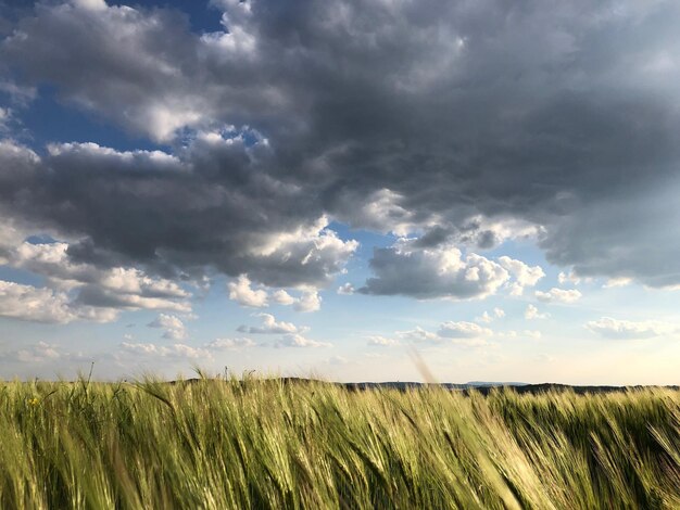 Foto landschaftliche aussicht auf ein landwirtschaftliches feld vor dem himmel