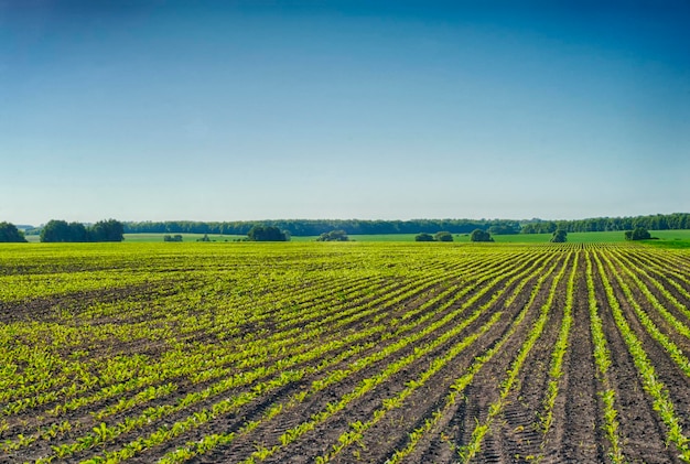 Landschaftliche Aussicht auf ein landwirtschaftliches Feld vor klarem Himmel