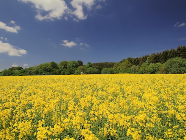 Landschaftliche Aussicht auf ein Rapsfeld gegen den Himmel