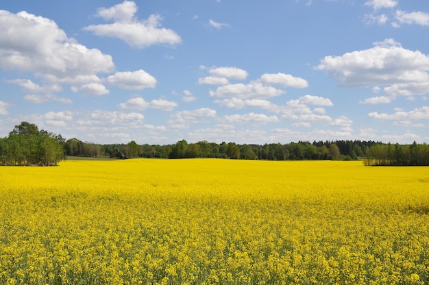 Landschaftliche Aussicht auf ein Rapsfeld gegen den Himmel