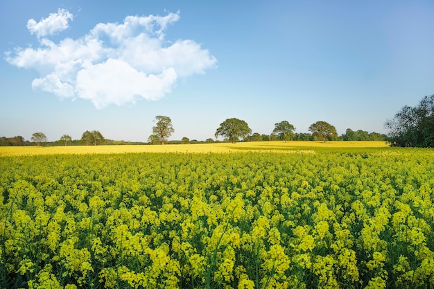 Foto landschaftliche aussicht auf ein rapsfeld gegen den himmel