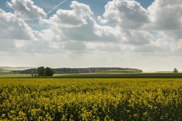 Foto landschaftliche aussicht auf ein rapsfeld gegen den himmel