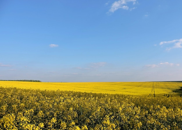 Landschaftliche Aussicht auf ein Rapsfeld gegen den Himmel