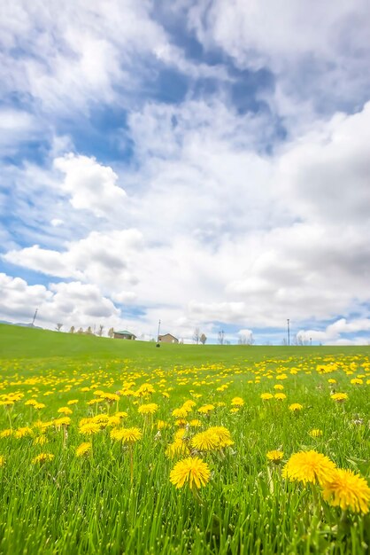 Foto landschaftliche aussicht auf ein rapsfeld gegen einen bewölkten himmel