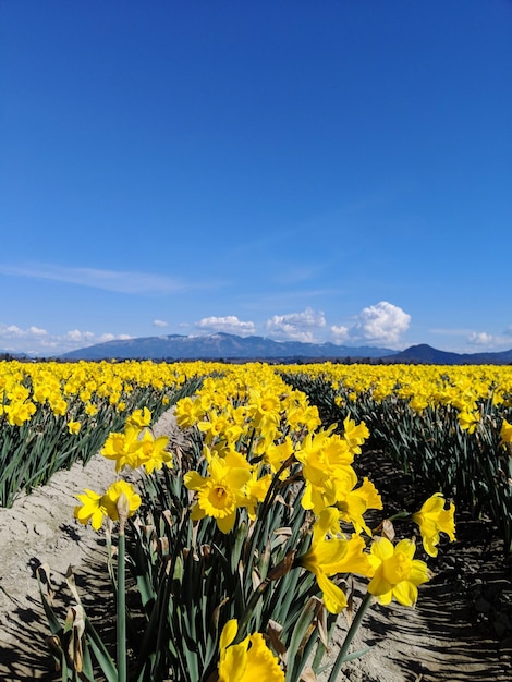 Foto landschaftliche aussicht auf ein sonnenblumenfeld vor blauem himmel