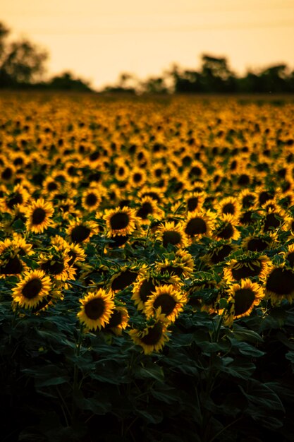 Landschaftliche Aussicht auf ein Sonnenblumenfeld vor dem Himmel beim Sonnenuntergang